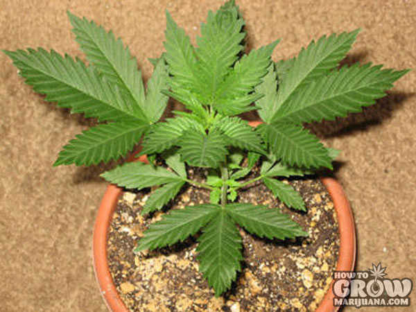 marijuana-grow-lights-vegging-stage