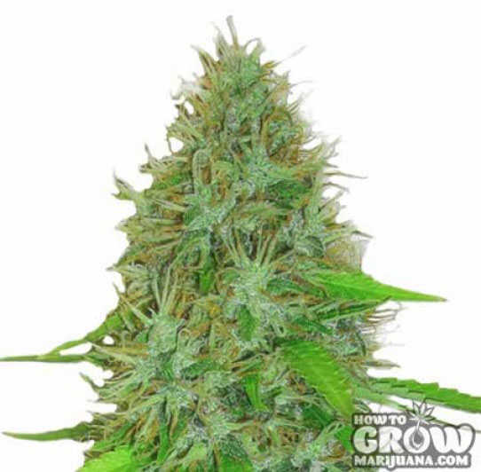 Heavy Weight Fast and Vast Auto Seeds