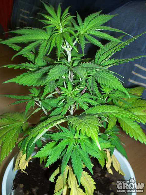 Plant with Nitrogen Deficiency