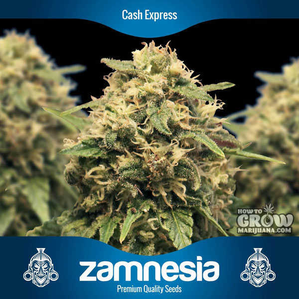 Zamnesia - Cash Express Feminized Seeds