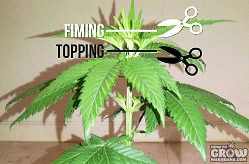 Marijuana Topping V Fimming