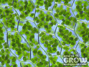 chlorophyll_LED_Grow
