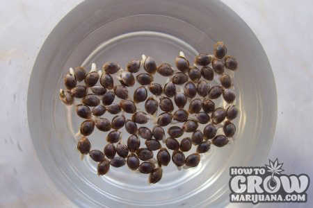 cannabis seeds germinating in a cup of water