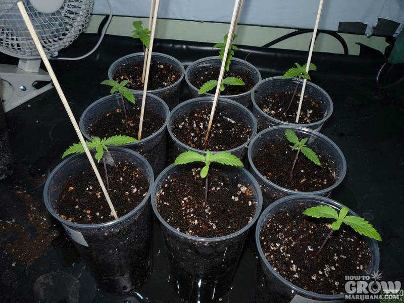 leggy marijuana seedlings