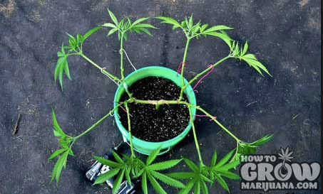 Cannabis-plant-with-8-nodes