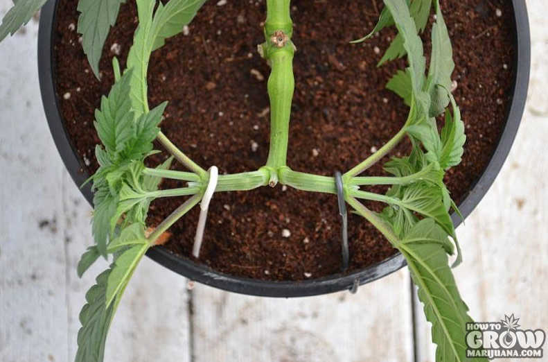 Tying stems for main-lining cannabis train the pattern of growth