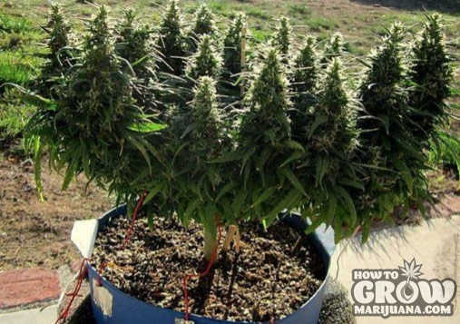 Manifold cannabis in full growth