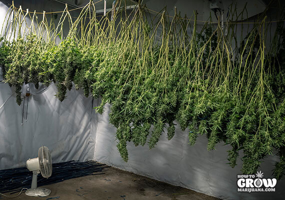 Hanging Cannabis Plants to dry