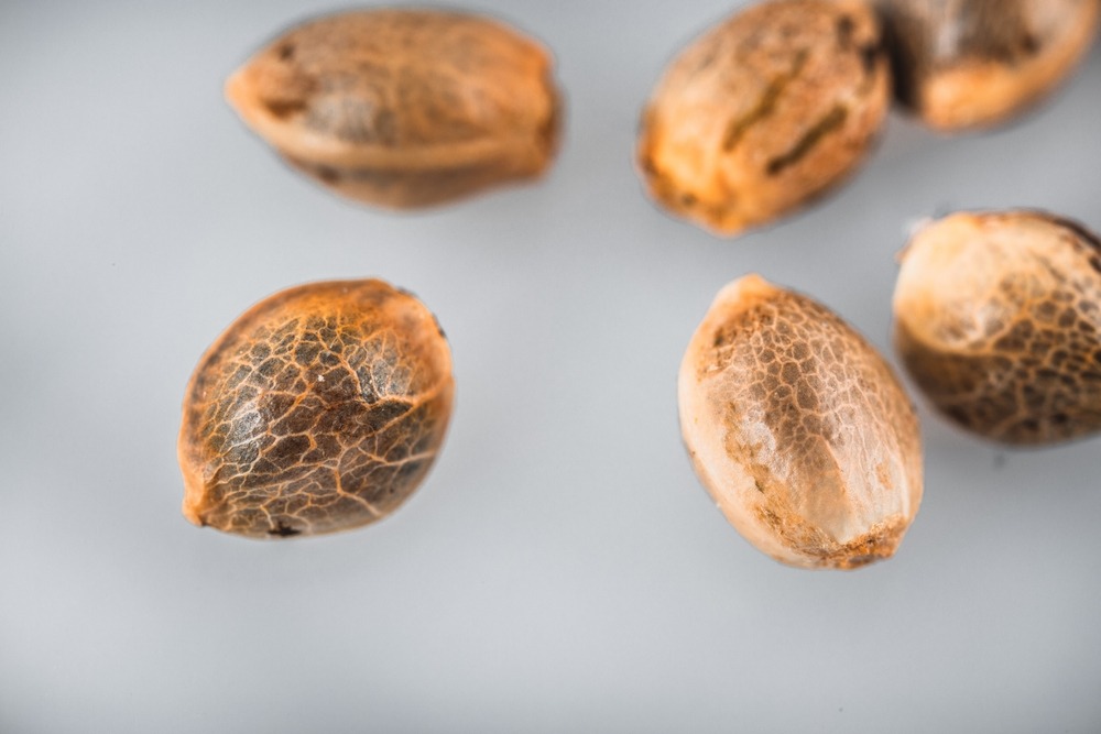 close of cannabis seeds