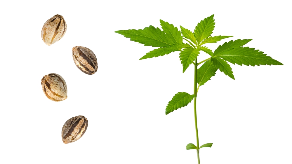 cannabis seeds