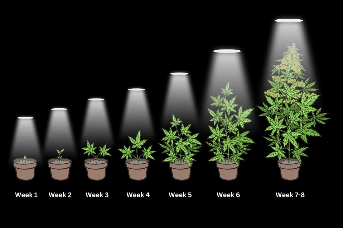 Autoflower week by week grow illustration