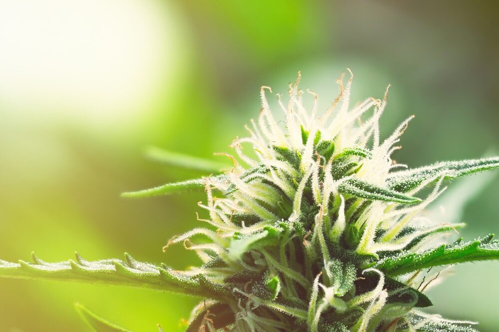 Blooming female cannabis with large bud colas flowers and visible developing white pistil hairs and amber