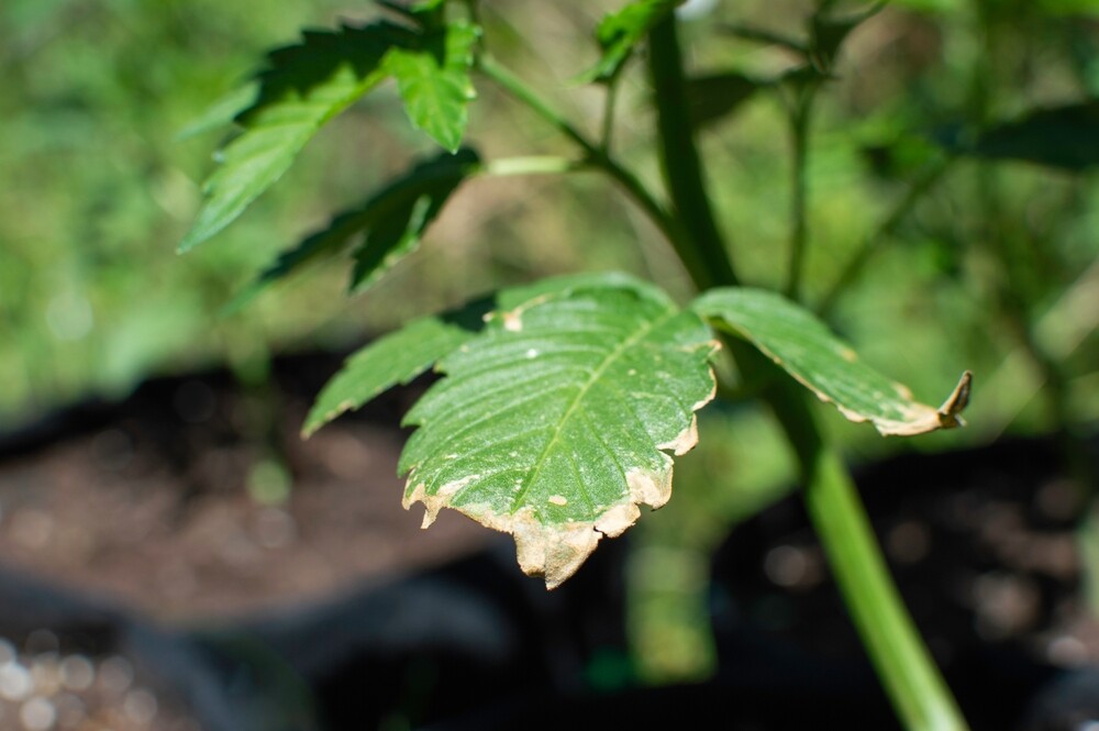 Cannabis leaf indicate symptom of potassium deficiency