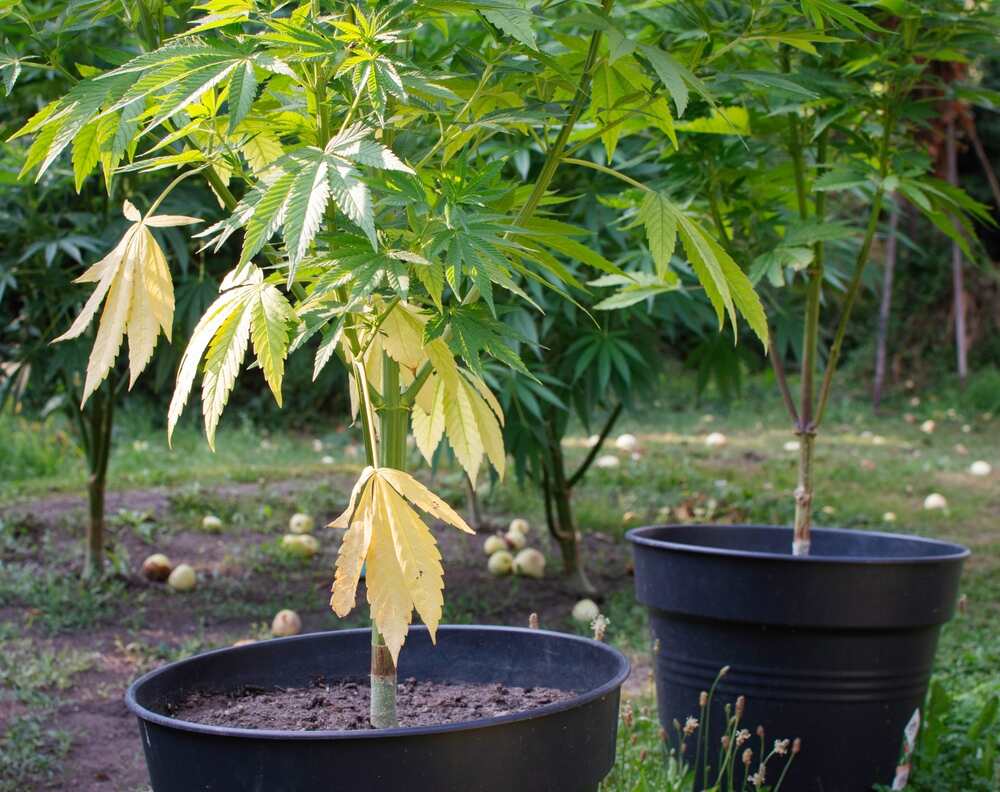 Cannabis plant in pot showing nitrogen deficiency