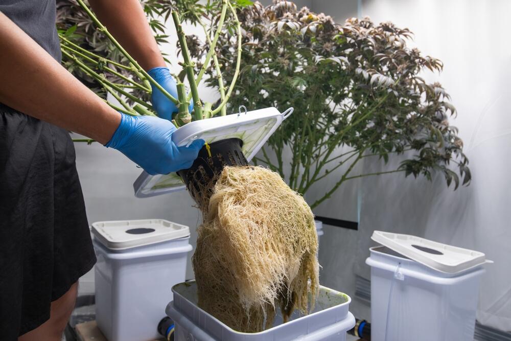 Cannabis roots growing in DWC system