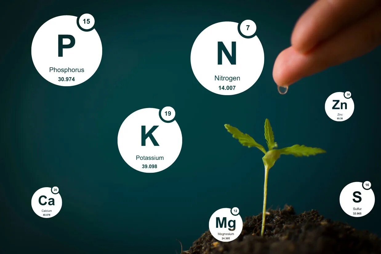 Cannabis seedling surrounded by the essential autoflowernutrients in bubbles