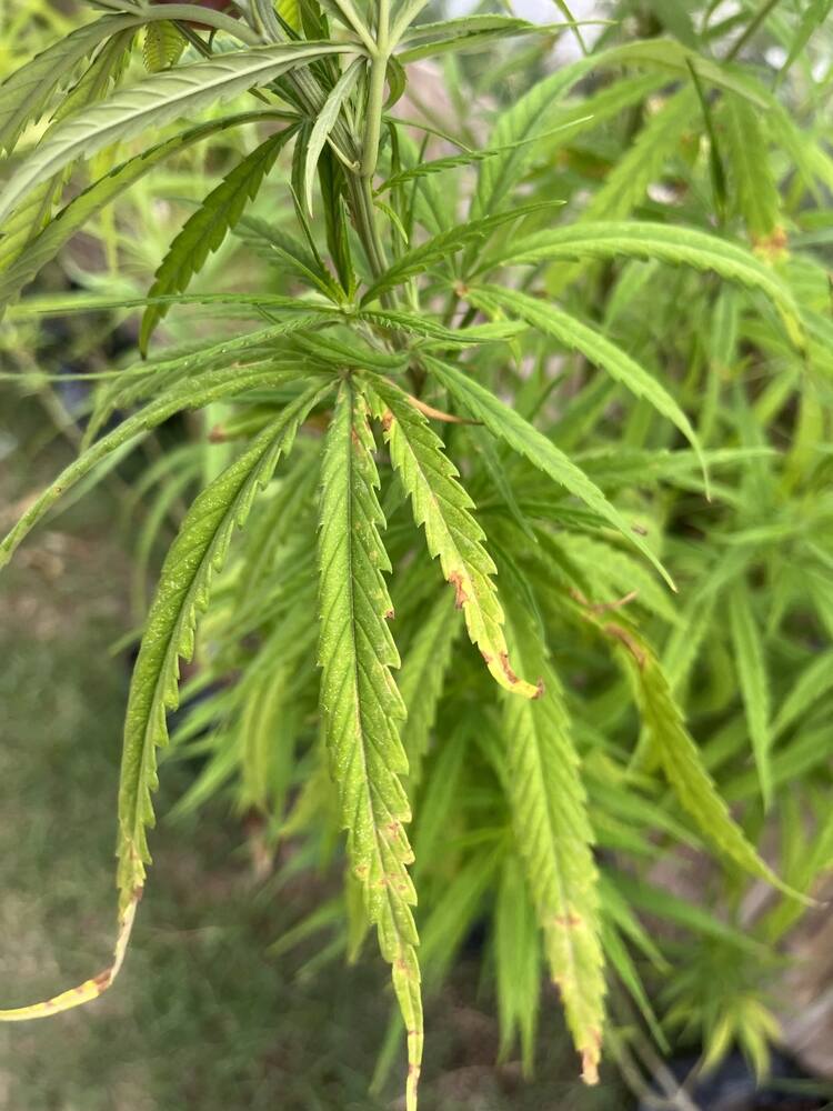 Cannabis show Potassium deficiency often begins with the yellowing or browning of leaf edges, especially on older leaves