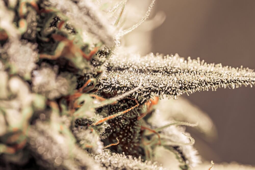 Close-up on cannabis plant with pistils and trichomes ready to be harvest