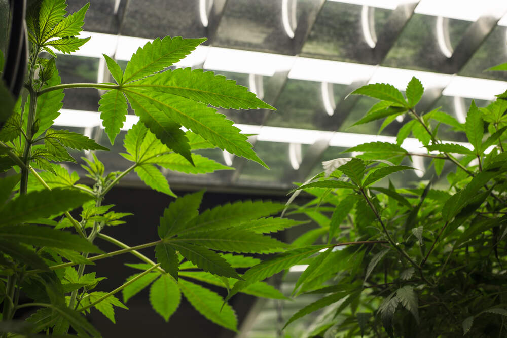 cannabis plant under fluorescent lamp grow light
