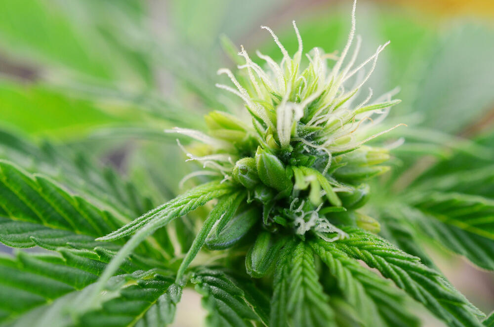 Hermaphrodite cannabis plant with male pollen sacs and female white pistils