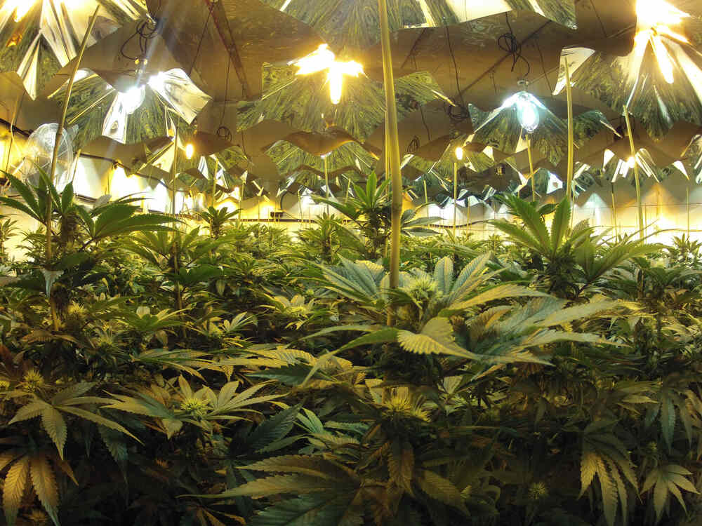 Indoor cannabis grow close up shot under HID lights.
