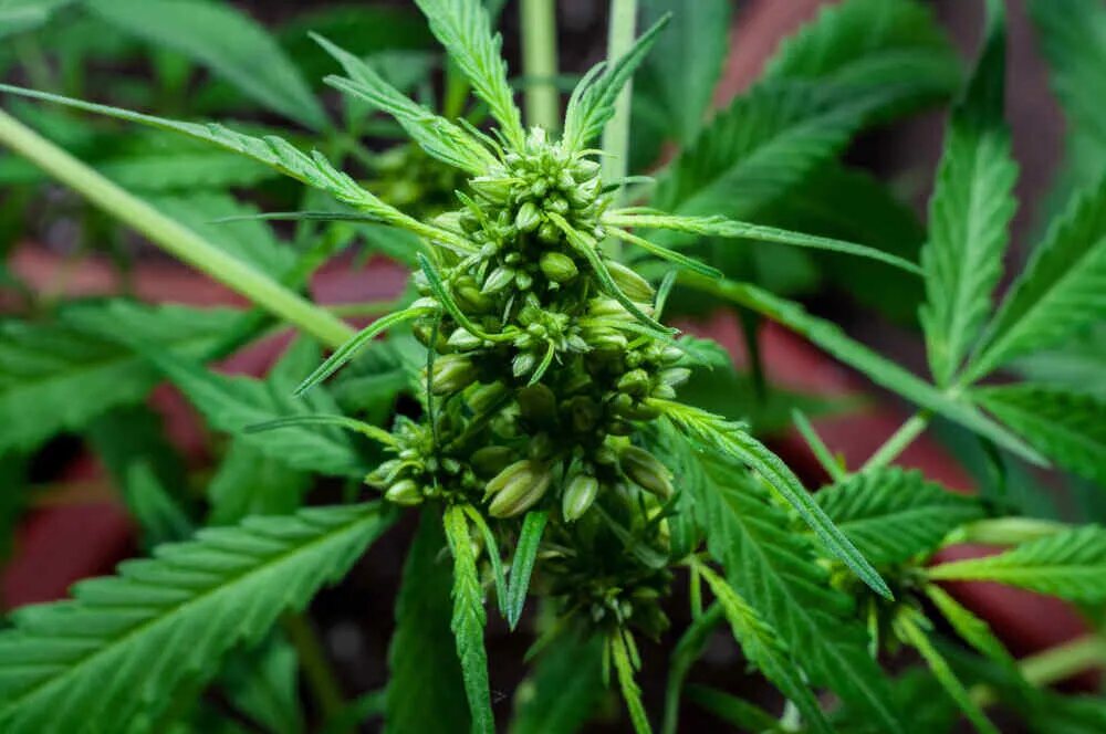 male cannabis plant with pollen sacs