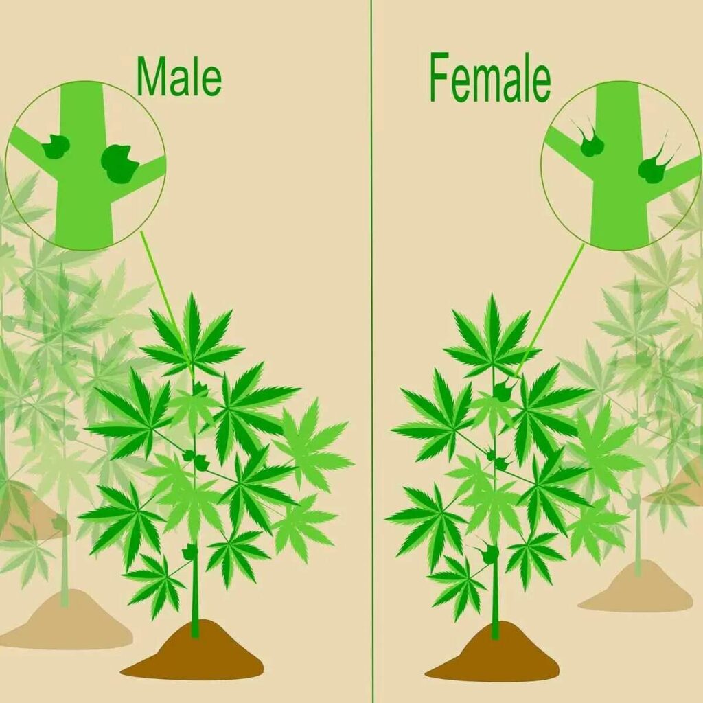 Male vs Female Cannabis plant diagram