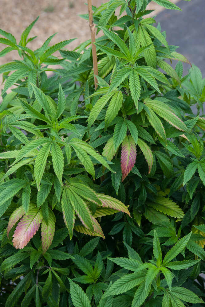 cannabis plant showing leaves discolouring