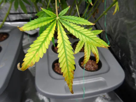 Nitrogen Deficiency cannabis leaf