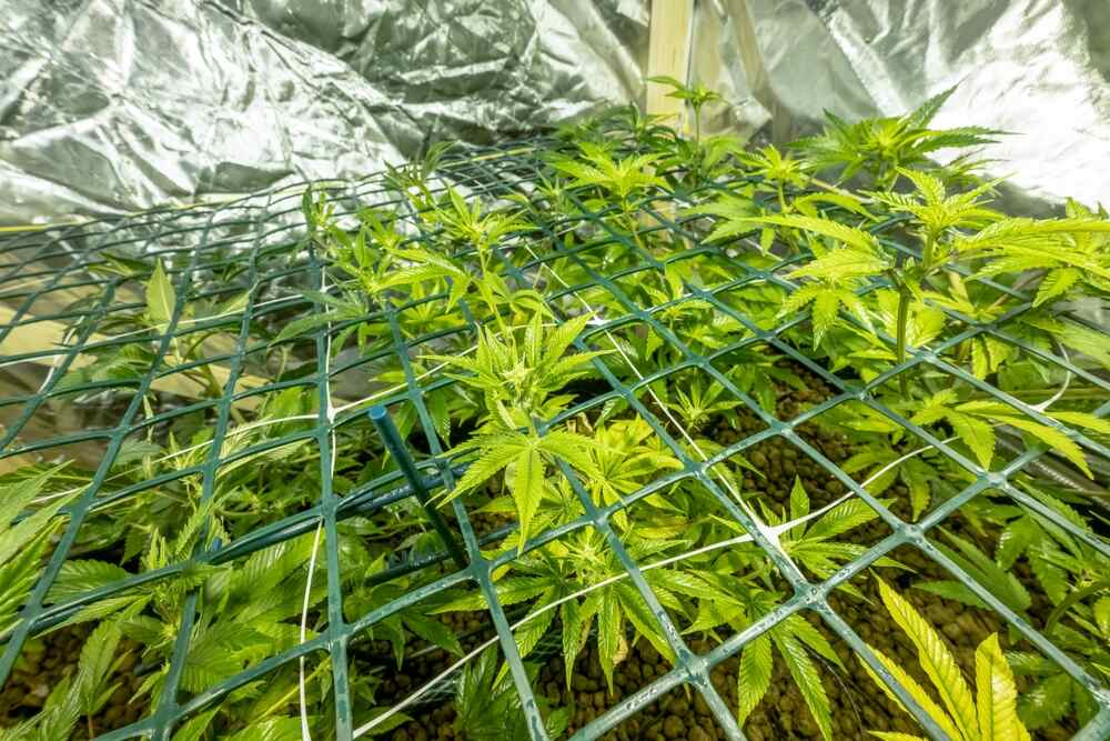 Screen of Green cannabis plant indoor grow