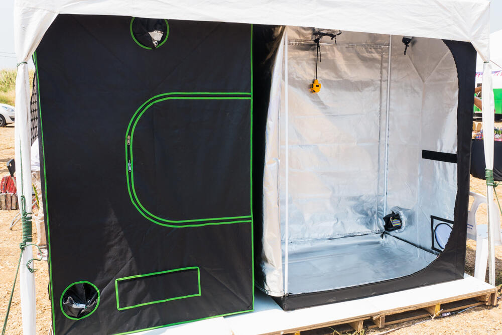 a cannabis grow tent