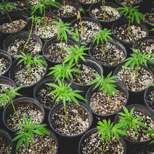 How do you clone cannabis