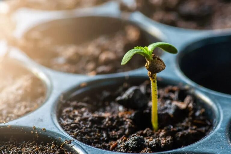 autoflower seed germinating in soil