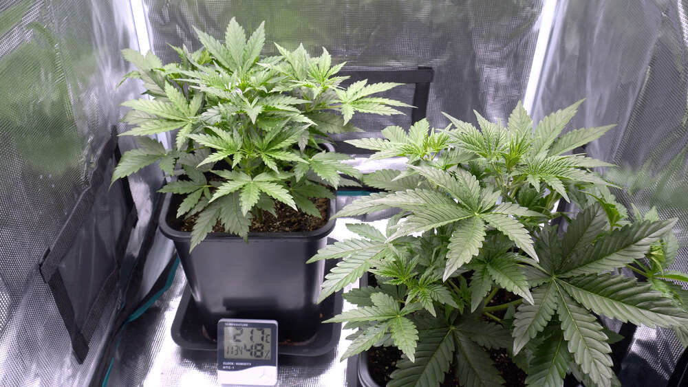 autoflowering plant in a tent