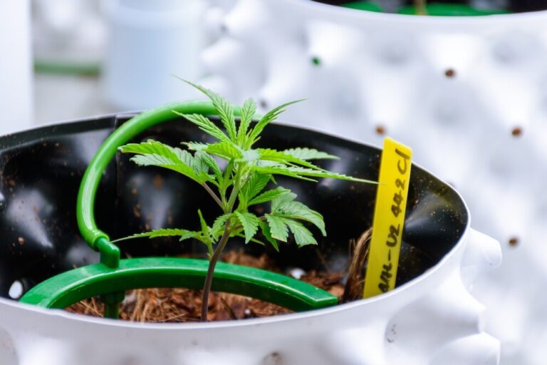 cannabis being grown using drip irrigation system