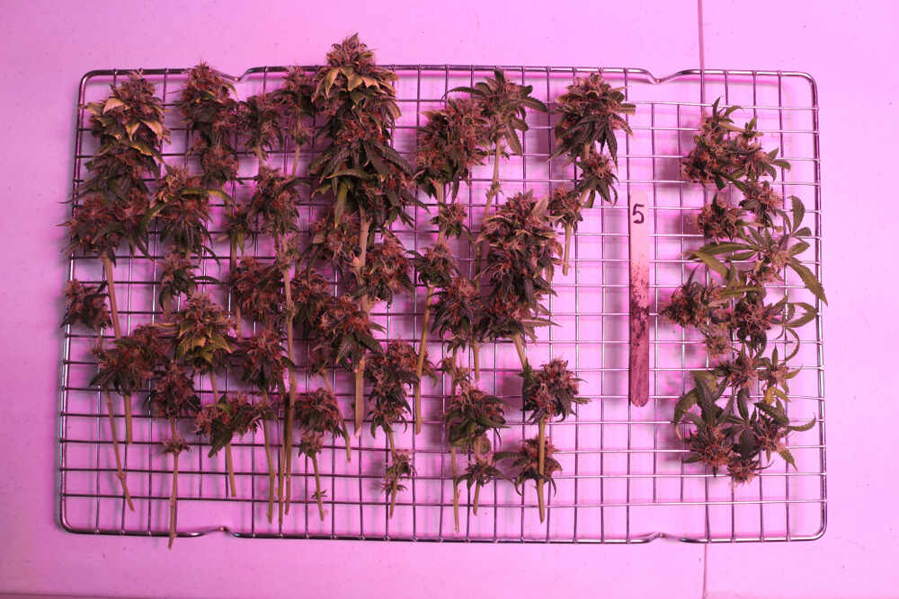 cannabis branches laying on a drying rack