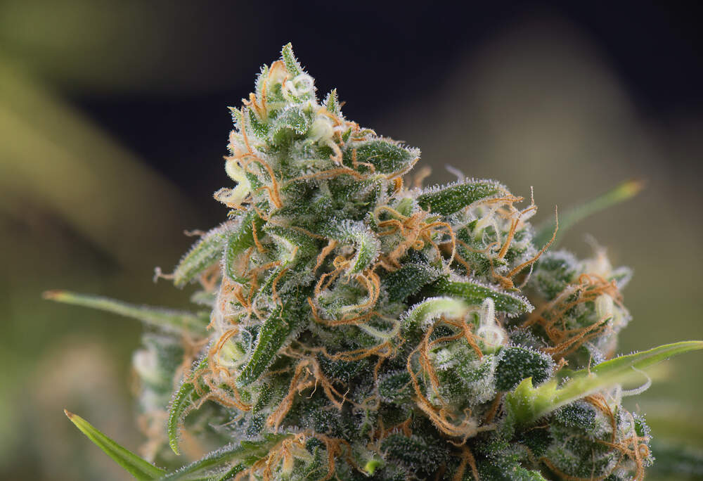 cannabis cola with visible orange pistils, trichomes and leaves on late flowering stage