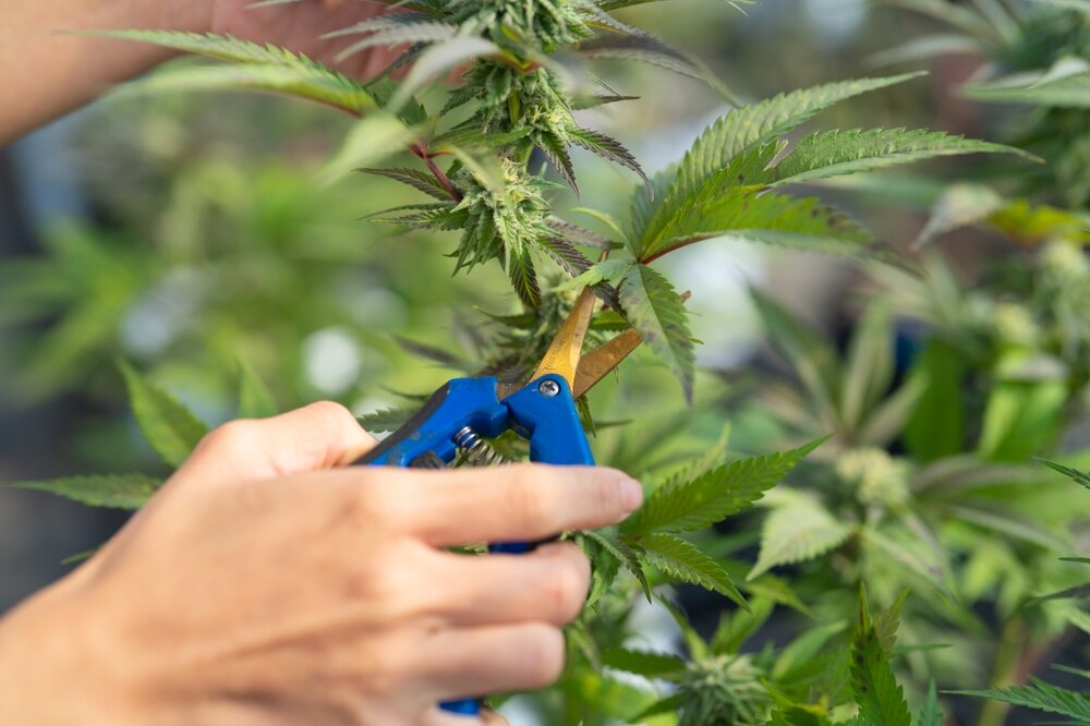 cannabis fan leaves being cut