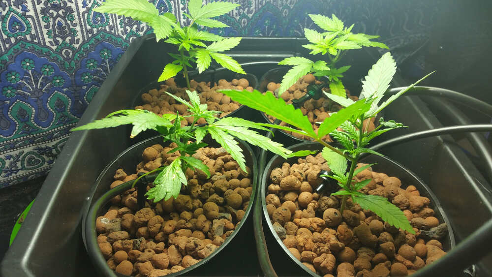 cannabis growing in hydrophonices with clay pebbles