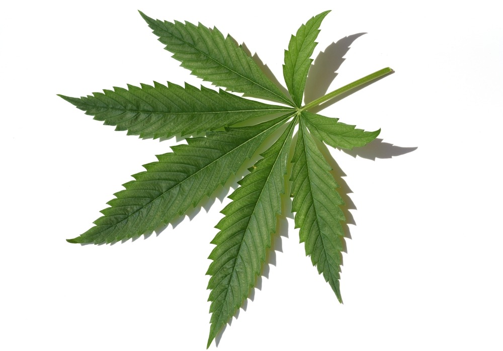 cannabis indica leaf 