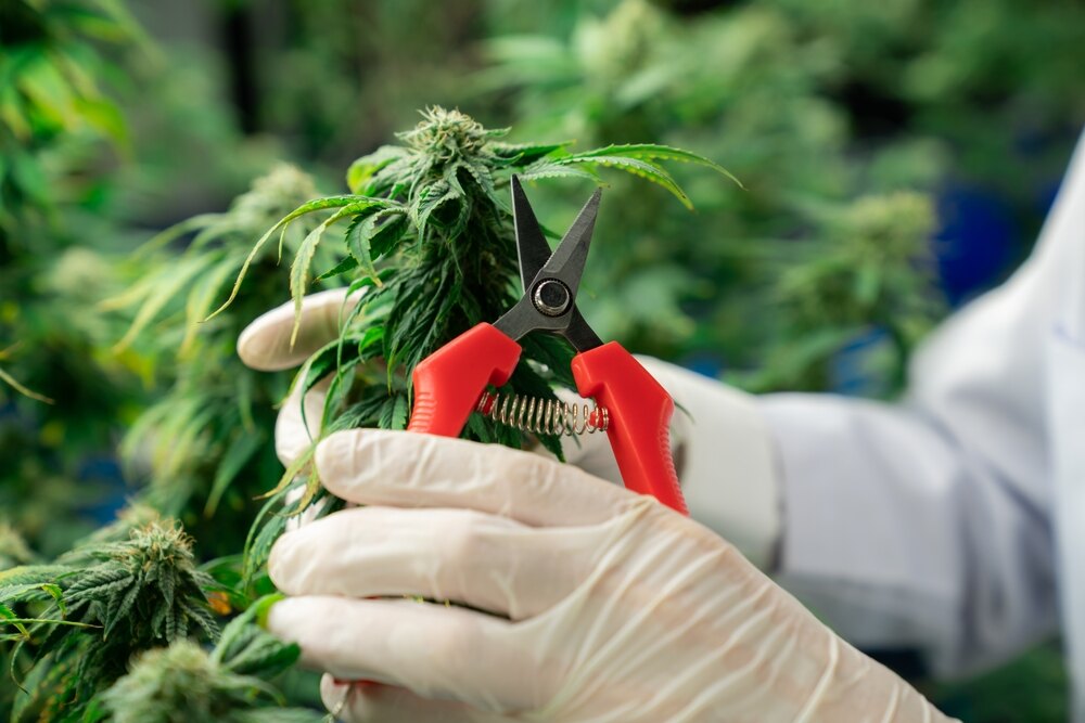 cannabis leaf being trimmed