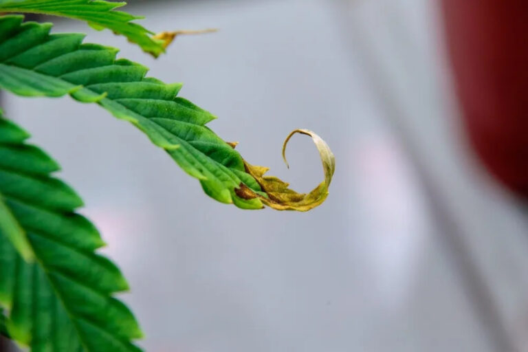 cannabis leaf curling up with brown tip from nutrient burn