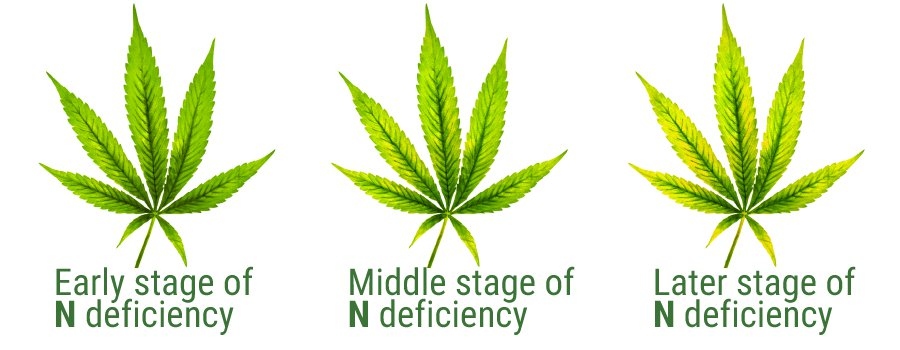 cannabis leaf nitrogen deficiency stages