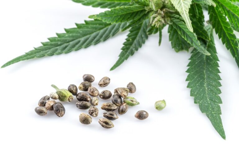 cannabis leaves with seeds