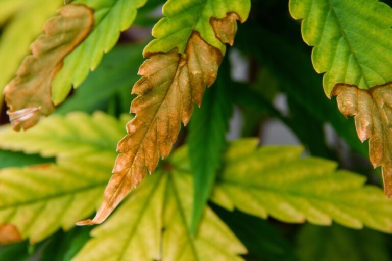 cannabis leaves with nutrient symptoms