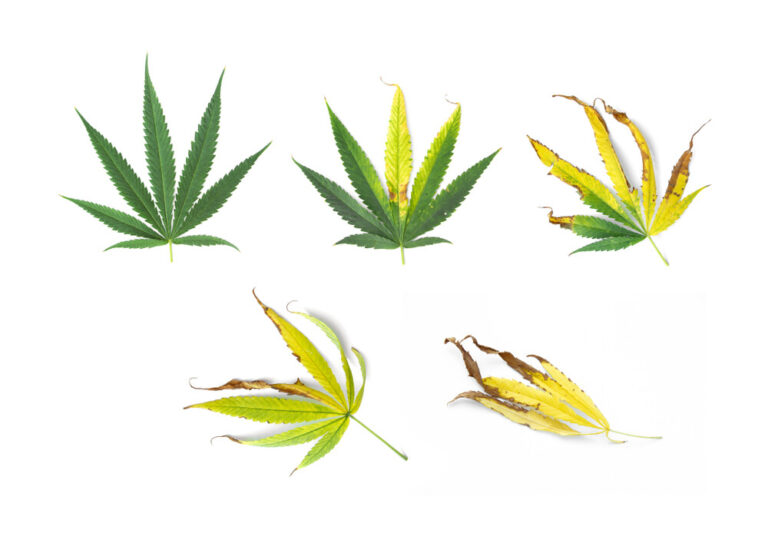 cannabis leaves with deficiencies