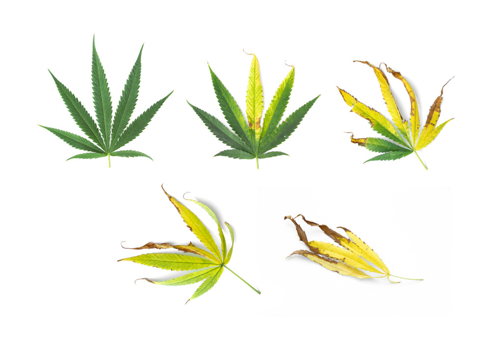 How to Diagnose Cannabis Leaf Symptoms