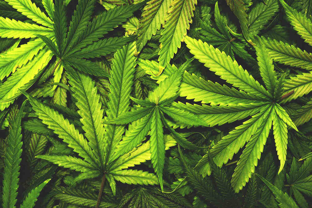 cannabis leaves