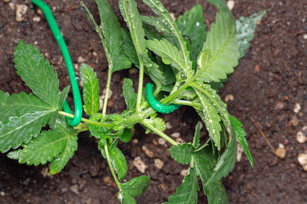 close up cannabis plant LST grow