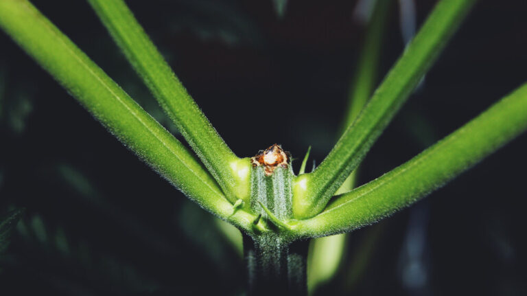 cannabis plant after fimming